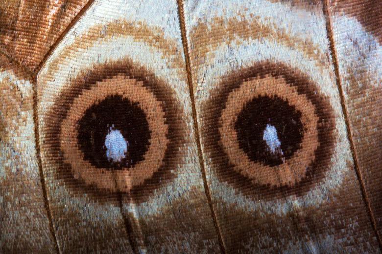 Free stock image of Eyes on Butterfly Wings created by Pixabay