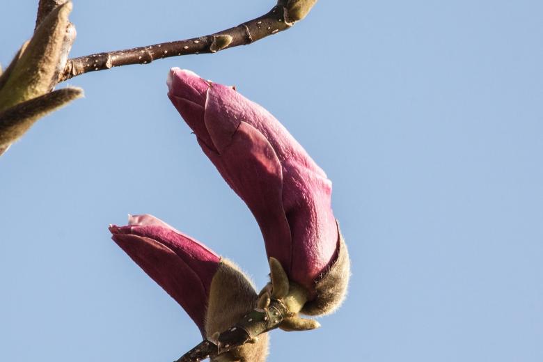 Free stock image of Fresh Magnolia created by Pixabay