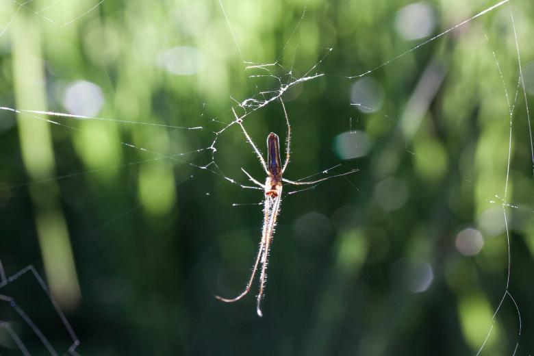 Free stock image of Strecker Spider created by Pixabay