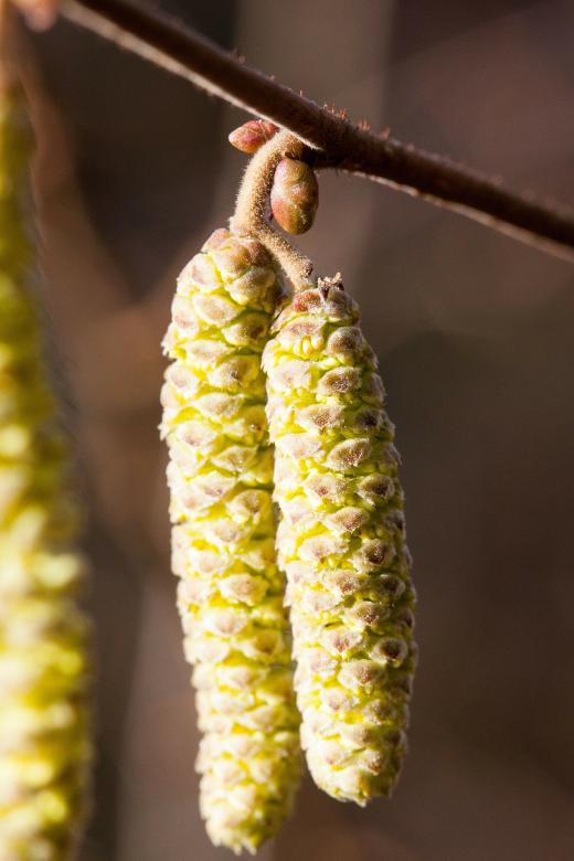 Free stock image of Inflorescences created by Pixabay