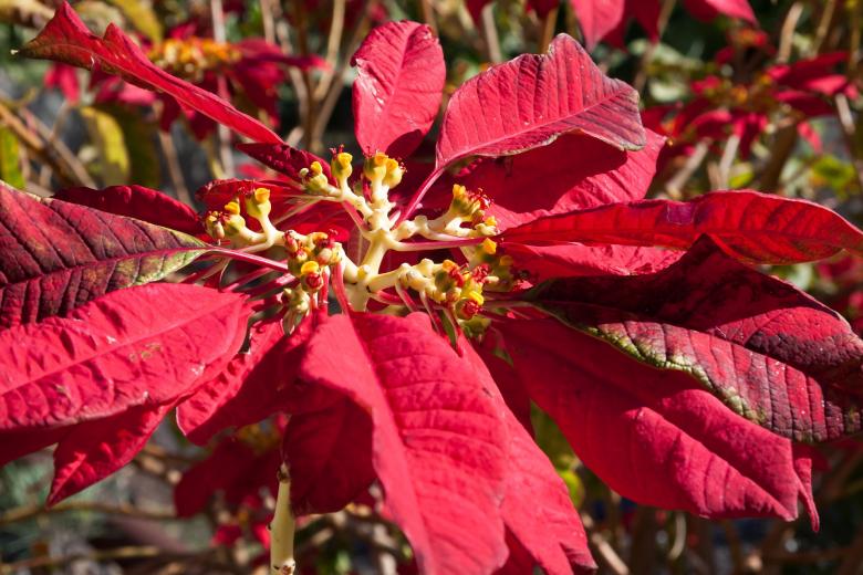 Free stock image of Poinsettia Closeup created by Pixabay