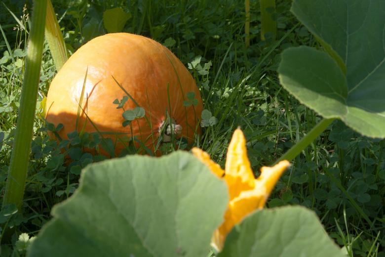 Free stock image of Pumpkin Field created by Pixabay