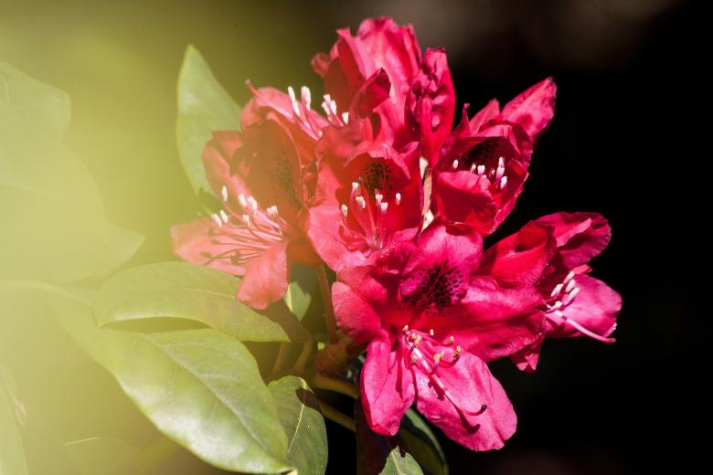 Free stock image of Fresh Rhododendron created by Pixabay