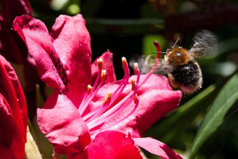 Free stock image of Bee on Rhododendron created by Pixabay
