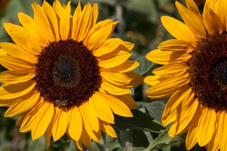 Free stock image of Sunflower Field created by Pixabay