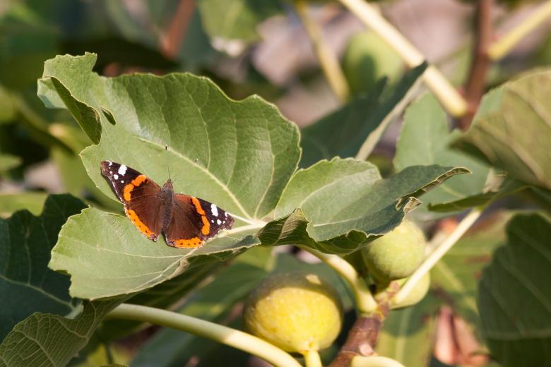 Free stock image of Butterfly on the Leave created by Pixabay