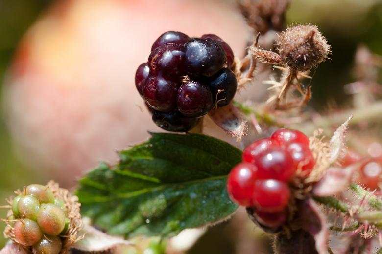 Free stock image of Blackberries Closeup created by Pixabay