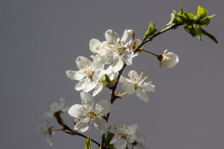 Free stock image of White Flowers created by Pixabay