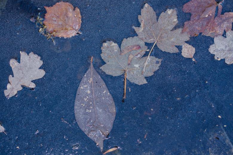 Free stock image of Fallen Leaves created by Pixabay
