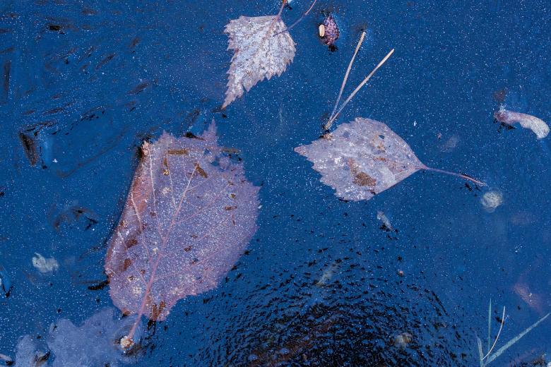 Free stock image of Fallen Leaves created by Pixabay