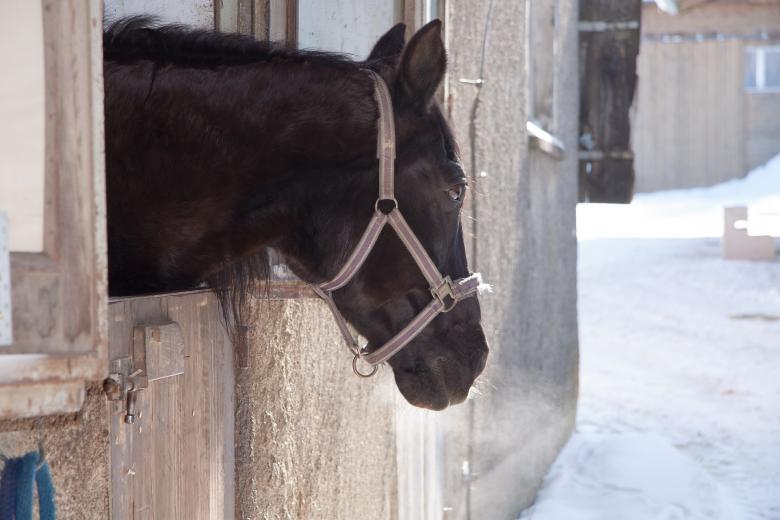 Free stock image of Horse in the Stable created by Pixabay