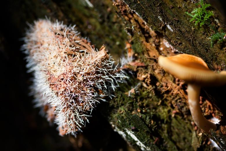 Free stock image of Wild Mushroom created by Pixabay