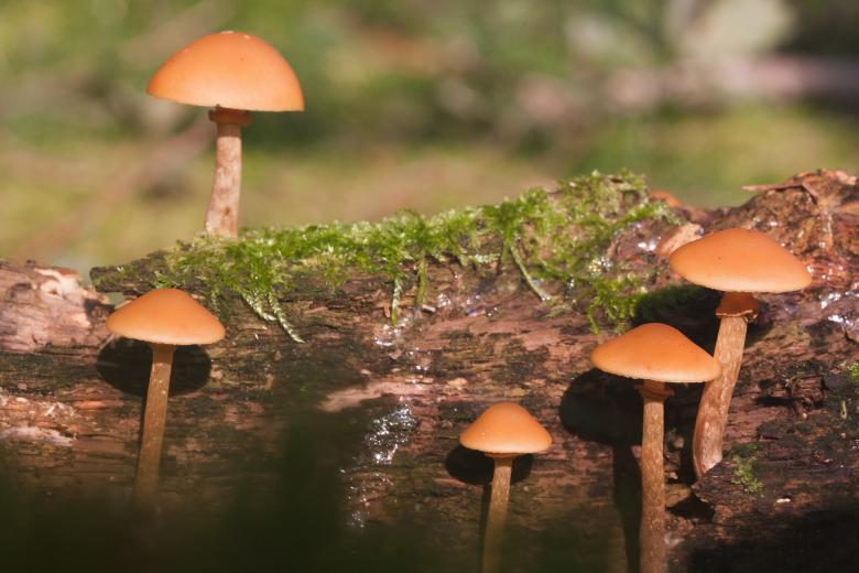 Free stock image of Nameko Plant created by Pixabay
