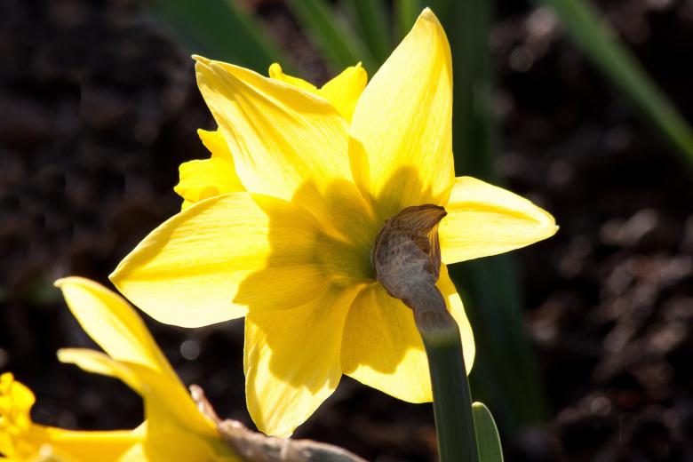Free stock image of Narcissus in the Garden created by Pixabay