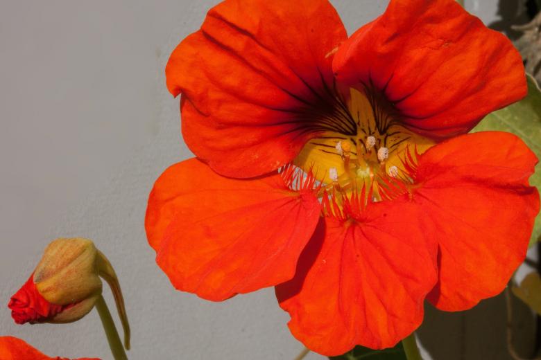 Free stock image of Fresh Nasturtium  created by Pixabay