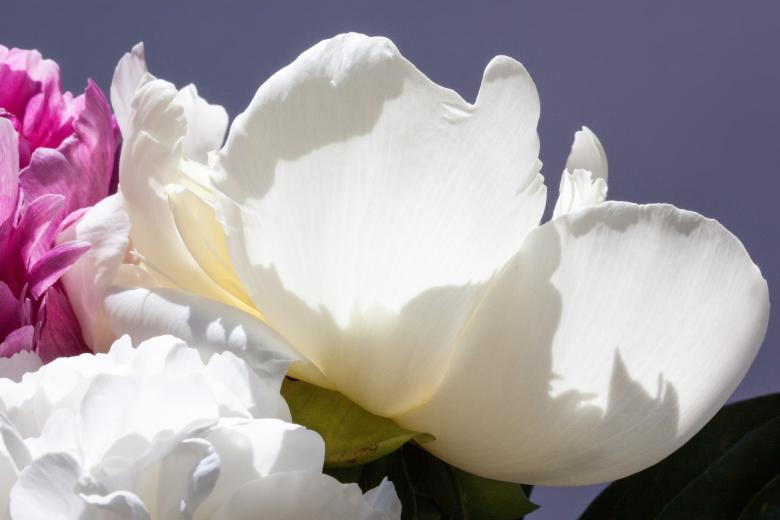 Free stock image of White Pentecost created by Pixabay