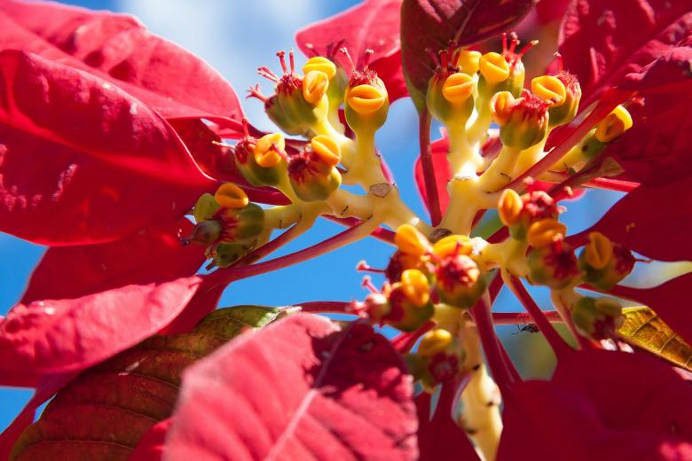 Free stock image of Macro Poinsettia created by Pixabay