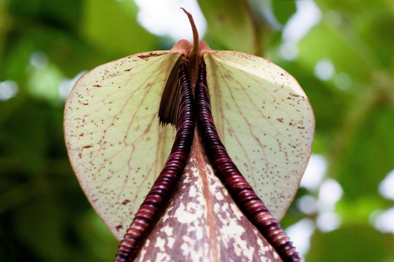 Free stock image of Red Pitcher Plant created by Pixabay