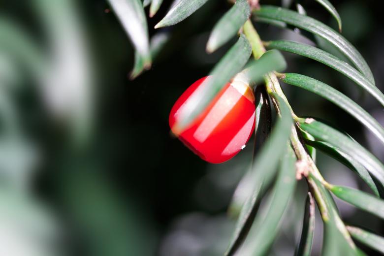 Free stock image of English Yew created by Pixabay