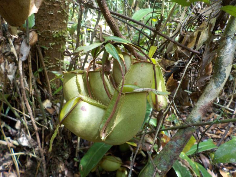 Free stock image of Nepenthes created by Rikson Roberto