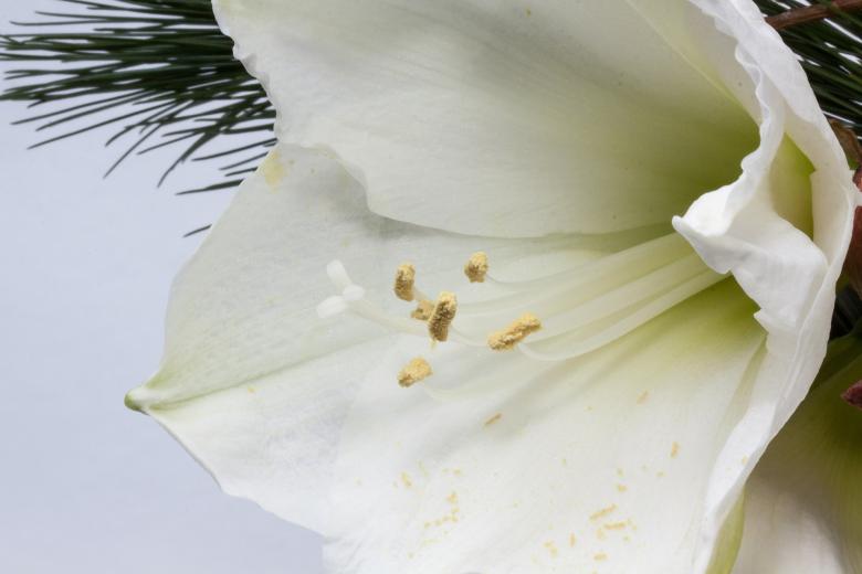 Free stock image of White Amaryllis created by Pixabay