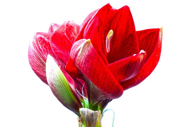 Free stock image of Red Amaryllis created by Pixabay