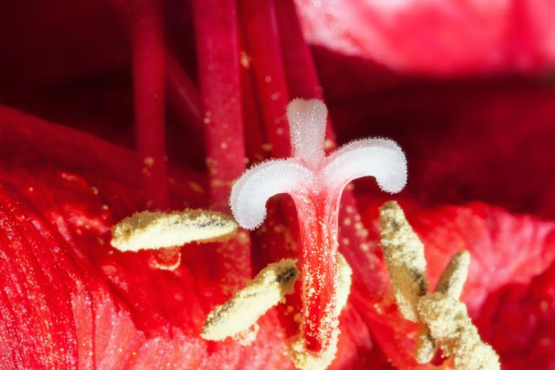 Free stock image of Red Amaryllis created by Pixabay