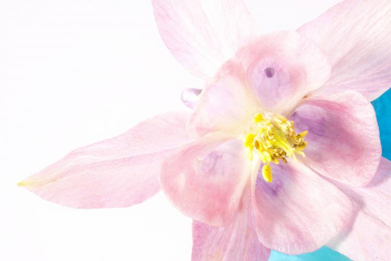 Free stock image of Columbine Closeup created by Pixabay