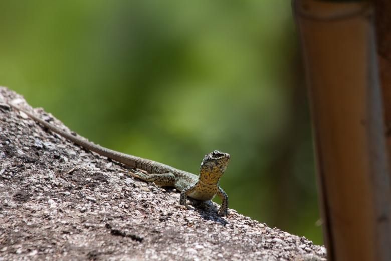 Free stock image of Wild Lizard created by Pixabay