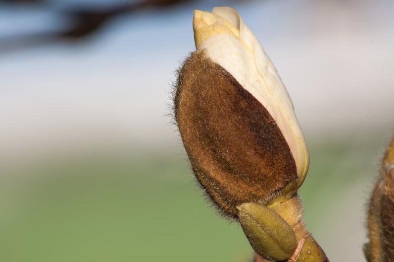 Free stock image of Magnolia Closeup created by Pixabay
