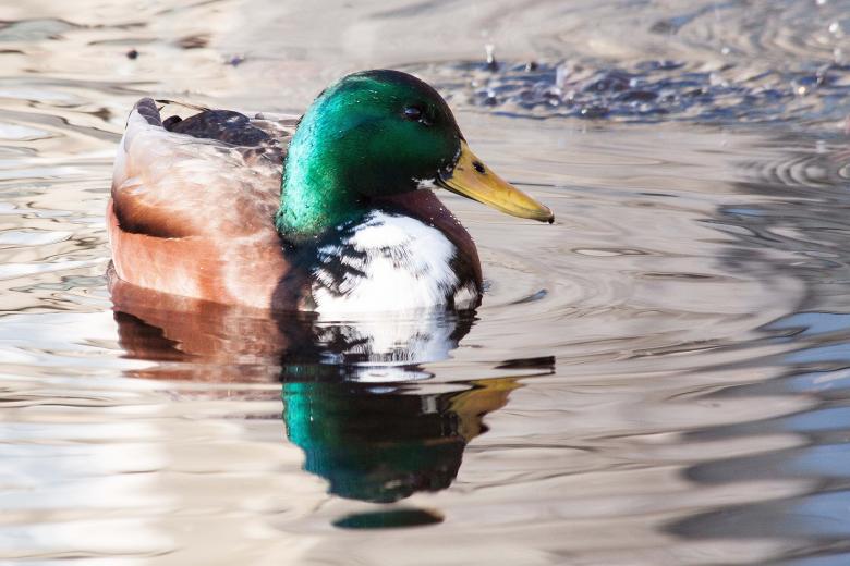 Free stock image of Mallard Duck created by Pixabay