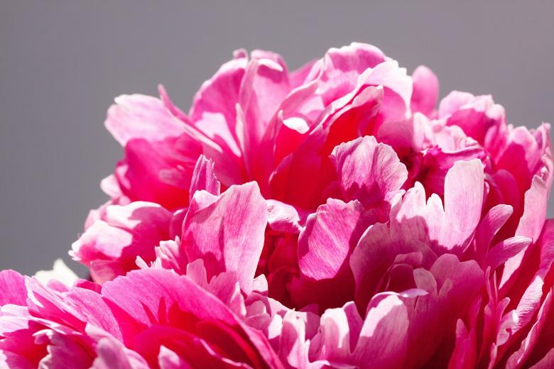 Free stock image of Pentecost Closeup created by Pixabay