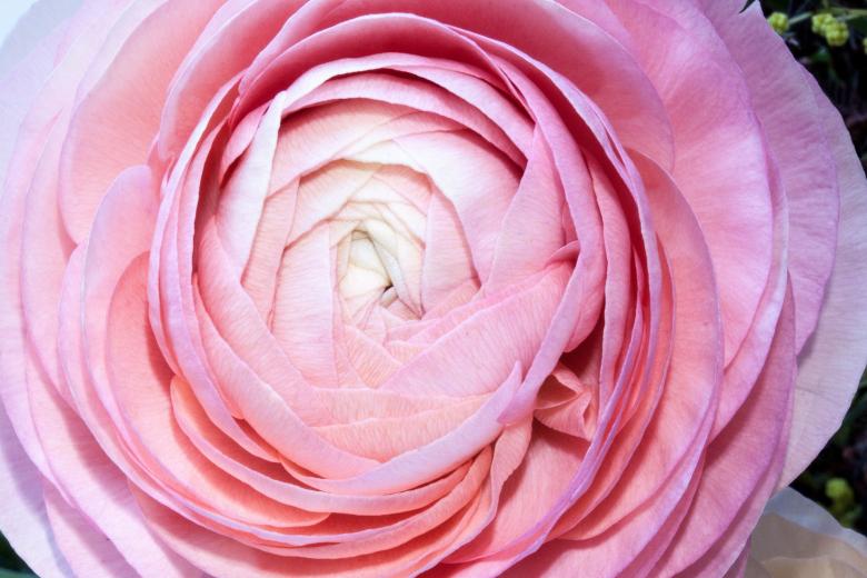 Free stock image of Ranunculus Closeup  created by Pixabay