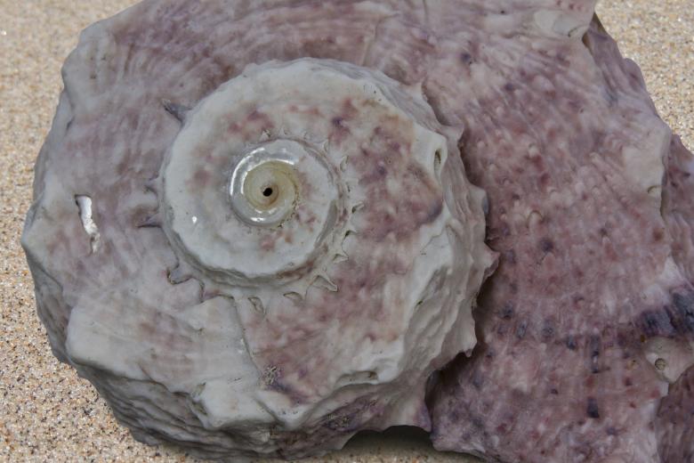 Free stock image of Sea Snail created by Pixabay