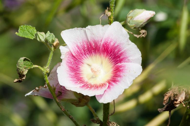 Free stock image of Stock Rose created by Pixabay