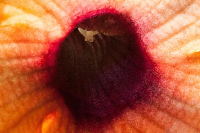 Free stock image of Thunbergia Macro created by Pixabay