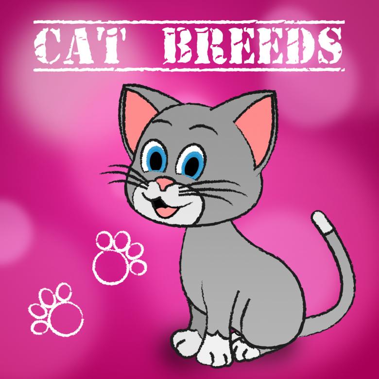Free stock image of Cat Breeds Shows Bred Pets And Kitty created by Stuart Miles