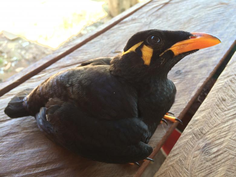 Free stock image of Orange Beaked Bird created by Rikson Roberto