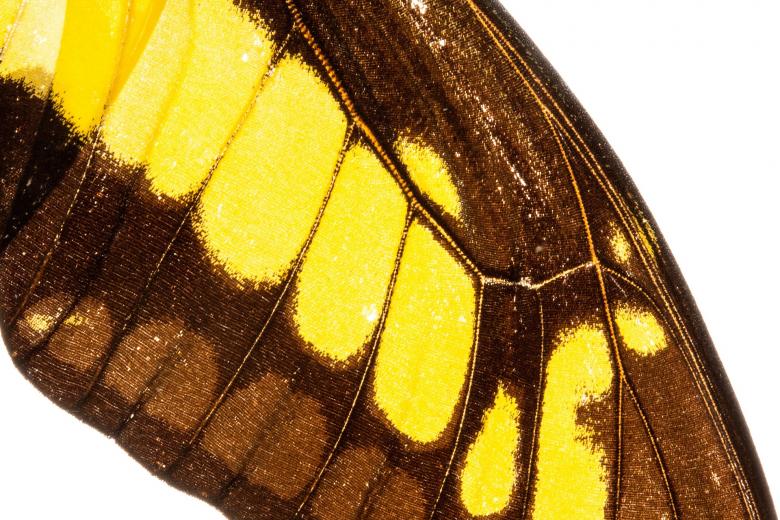 Free stock image of Butterfly Pattern created by Pixabay