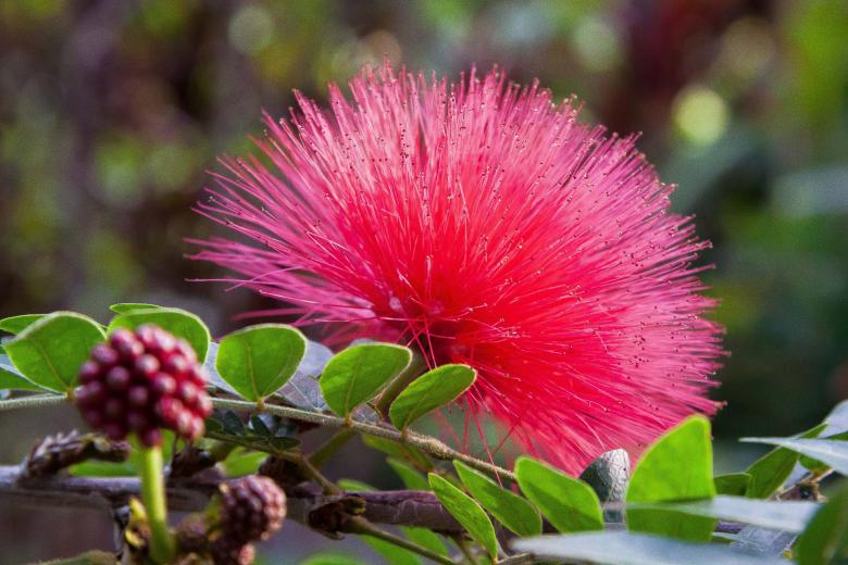 Free stock image of Calliandra Haematocephala created by Pixabay