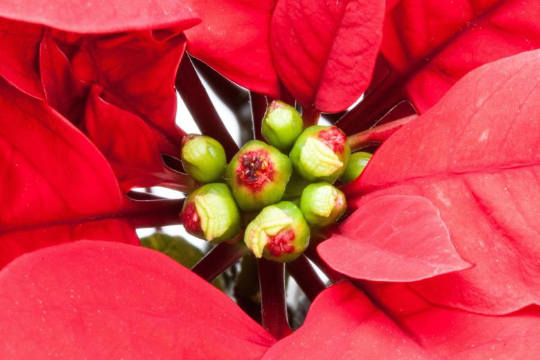 Free stock image of Red Poinsettia created by Pixabay