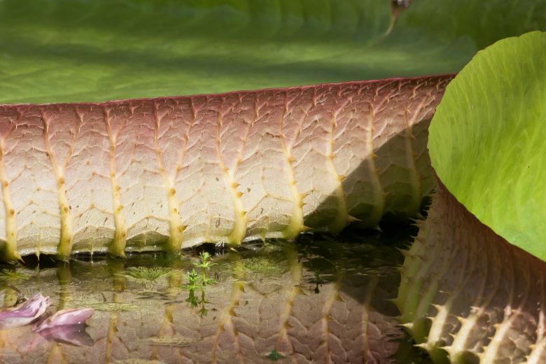 Free stock image of Waterlily Leaves created by Pixabay