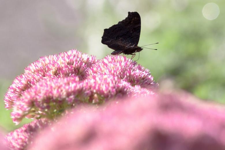 Free stock image of Peacock Butterfly created by Pixabay