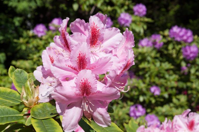 Free stock image of Fresh Rhododendron created by Pixabay
