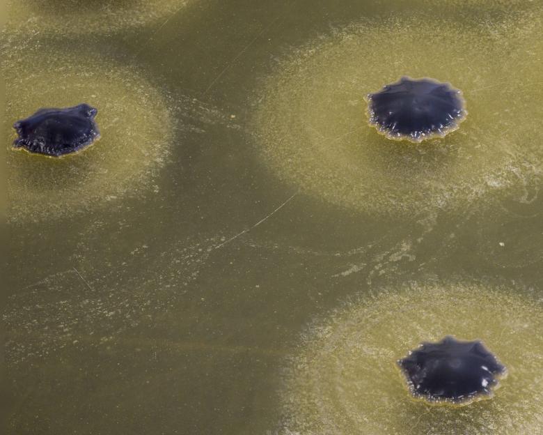 Free stock image of Bacteria growing on agar created by Geoffrey Whiteway