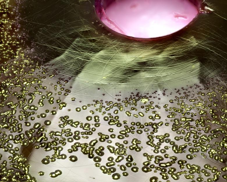 Free stock image of Bacteria growing on EMB agar created by Geoffrey Whiteway