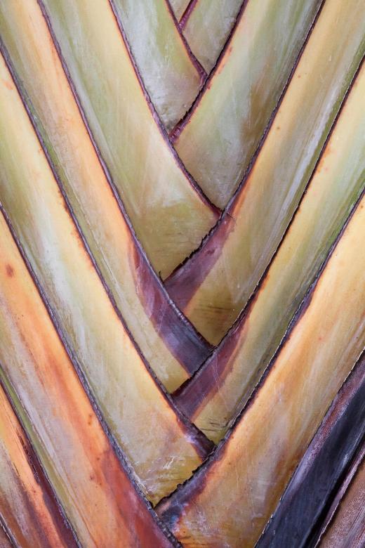 Free stock image of Banana Texture created by Pixabay