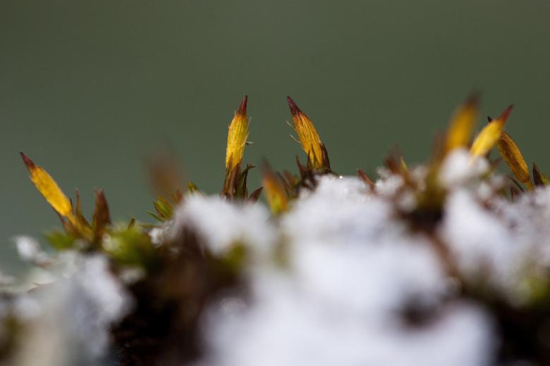 Free stock image of Closeup created by Pixabay