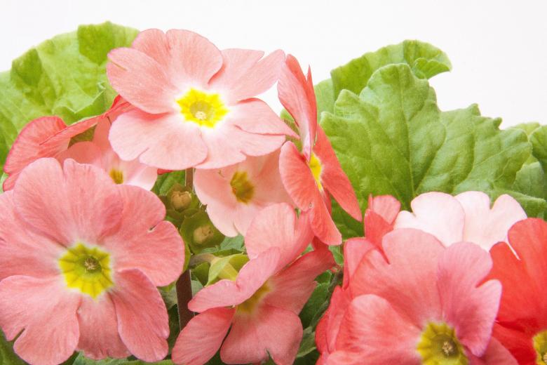 Free stock image of Fresh Primroses created by Pixabay