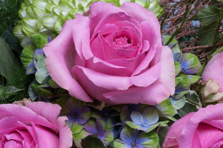 Free stock image of Roses in the Garden created by Pixabay